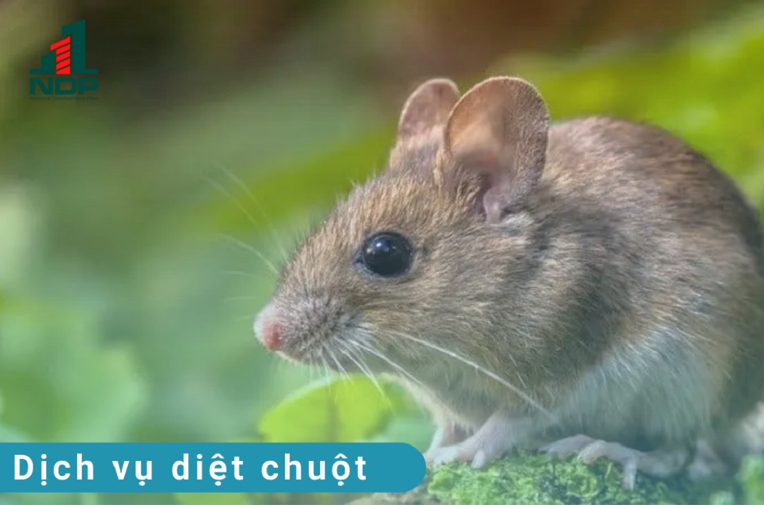 Dịch vụ diệt chuột