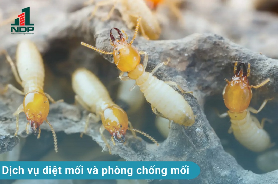 Dịch vụ diệt mối